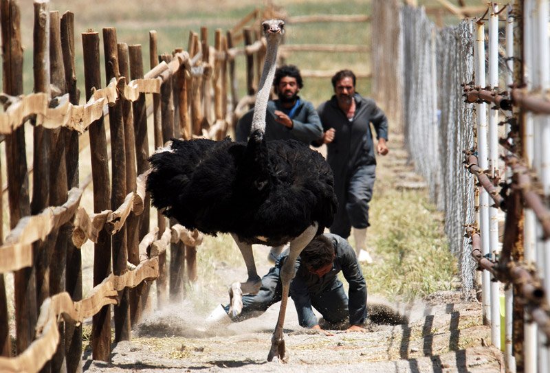 The song of sparrows